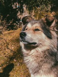 Dog looking away on field