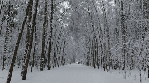 Snow covered trees in forest