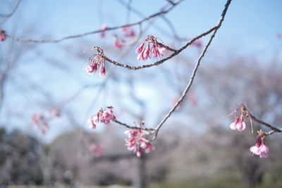 Close-up of pink cherry blossoms in spring