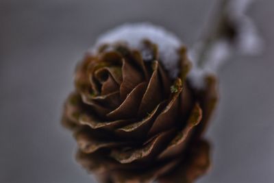 Close-up of wilted rose