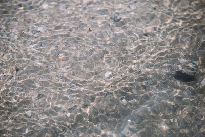 Full frame shot of turtle swimming in water