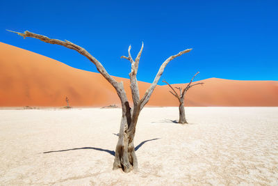 Dead tree on desert against sky