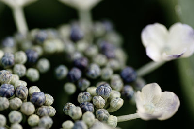 Close-up of purple flowering plant