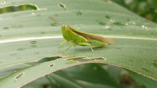 Close-up of insect on leaves