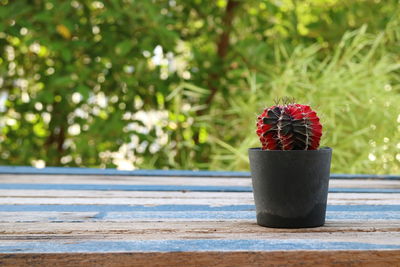 Close-up of red fruit on table