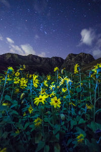 Yellow flowering plants on field against sky at night