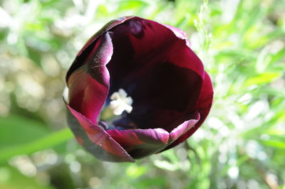 Close-up of pink flower