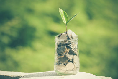 Close-up of plant in jar filled coins