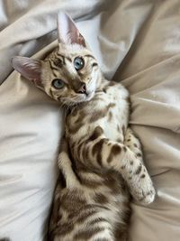 Close-up of cat lying on bed at home