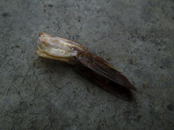 High angle view of insect