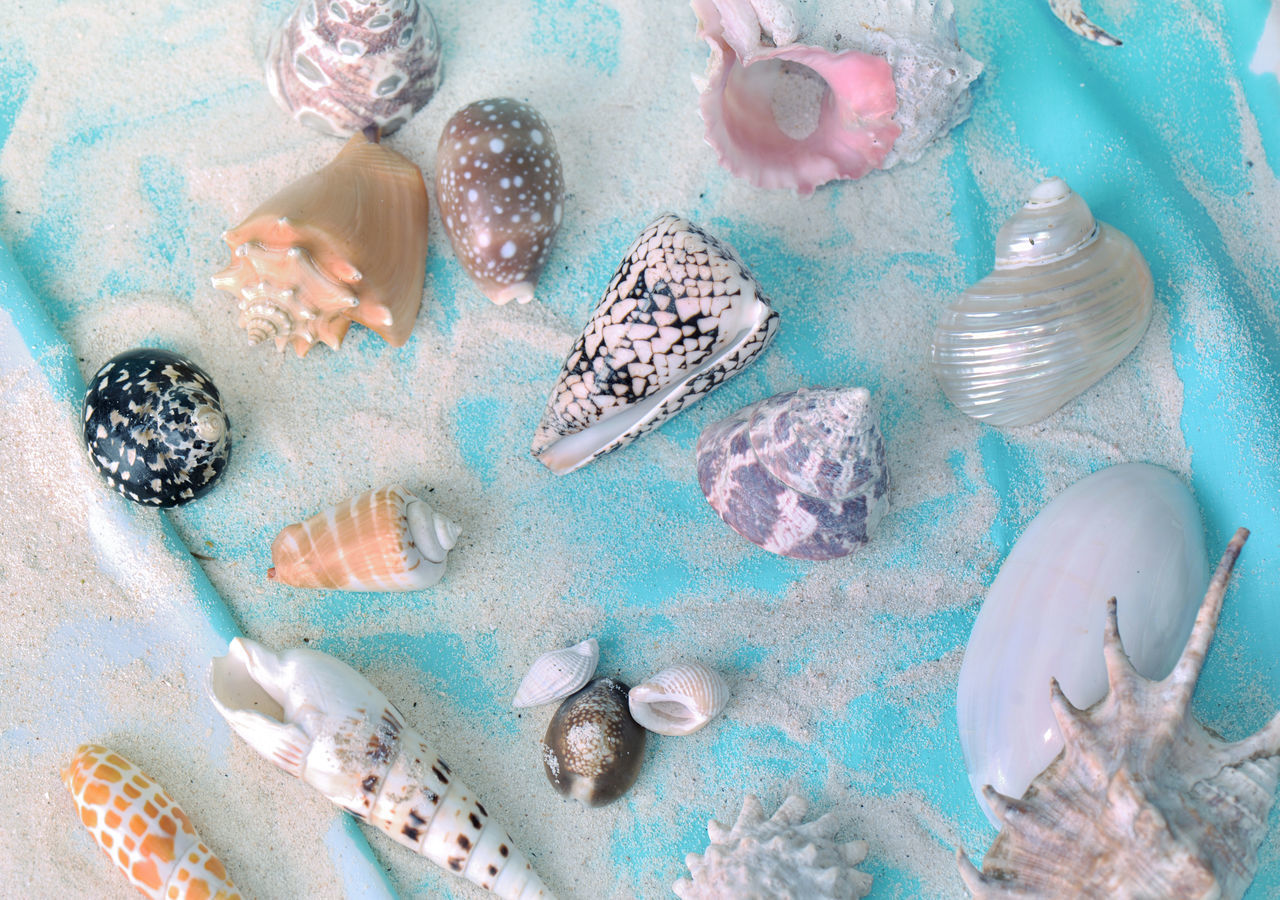 HIGH ANGLE VIEW OF SEASHELLS ON SEA