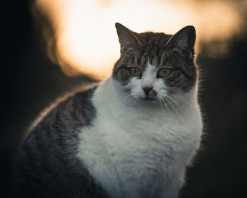 Close-up portrait of tabby cat