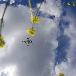Low angle view of insect flying in sky