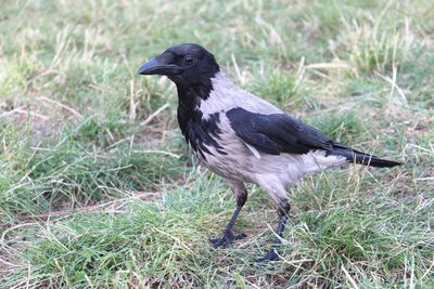 Close-up of a bird on field