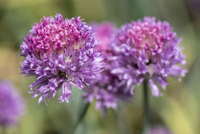Chives as herbal and medicinal plant