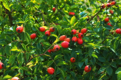 Red berries growing on tree