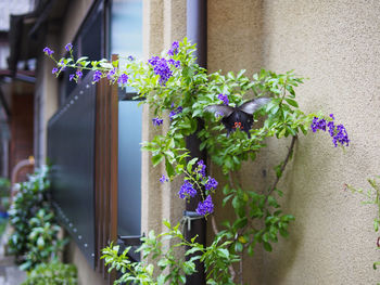 Potted plants on window