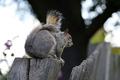 Close-up of squirrel on wood
