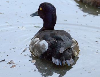 Duck swimming in lake