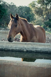 Horse standing near a trough full of water