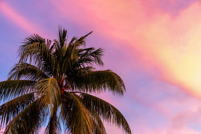 Low angle view of palm tree against purple sunset sky