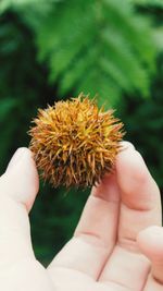 Close-up of hand holding plant