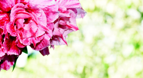 Close-up of pink flowering plant