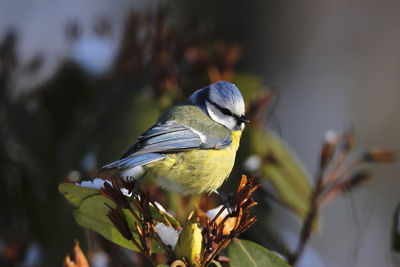 Close-up of bluetit perching on rhododendron hedge sunbathing in spring