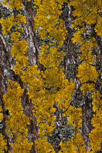 Full frame shot of yellow autumn leaf