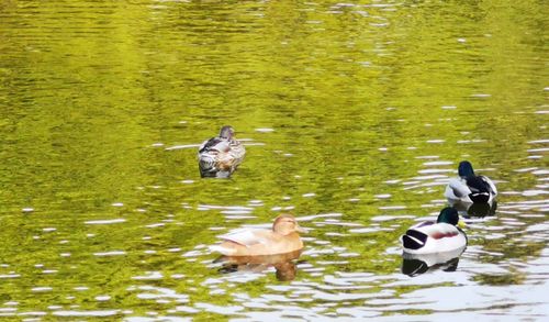 View of ducks swimming in lake