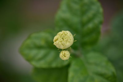 Close-up of flowering plant