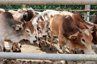 Cows standing in a fence