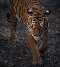 Close-up portrait of tiger walking on field