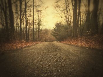 Road passing through forest