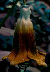 Close-up of plant against blurred background