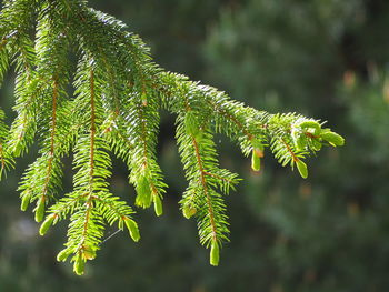 Close-up of fern leaves