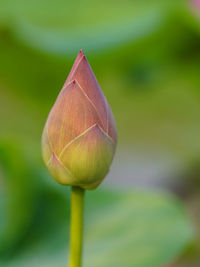 Close-up of lotus water lily