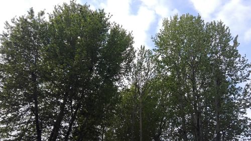 Low angle view of trees against sky