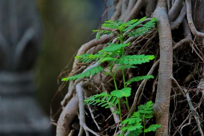 Close-up of lizard on tree