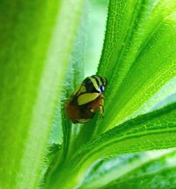Close-up of insect on leaf