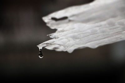 Close-up of water drop on leaf