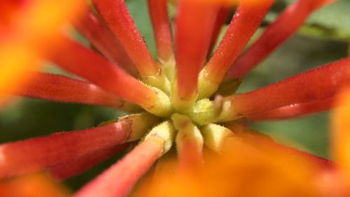 Close-up of red flower