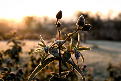 Close-up of plant against sky