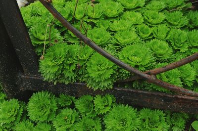 Close-up of fresh green plants in water