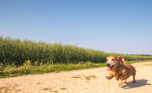 Dog in a field