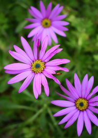 Closeup shot of delicate purple flower in the garden