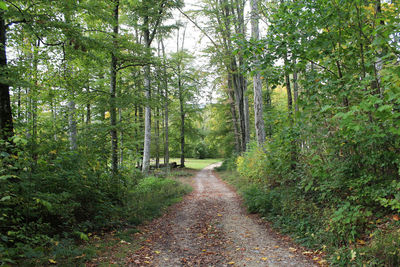 Road amidst trees in forest