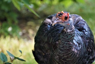 Close-up of a bird looking away