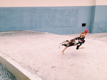 High angle view of hen running on retaining wall