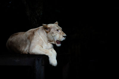 View of a cat against black background